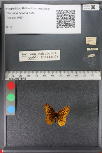 Media type: image;   Entomology 114187